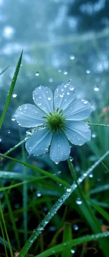 薄雾小花