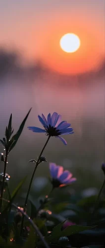薄雾小花