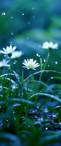 薄雾小花
