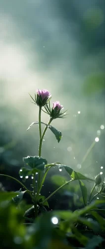 薄雾小花
