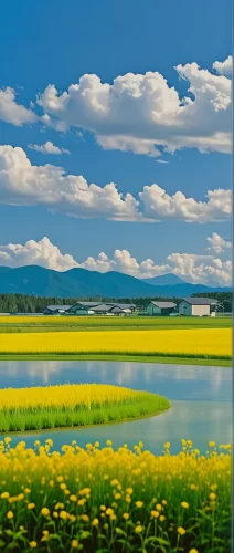 油菜花田