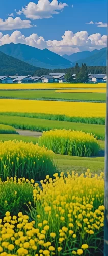 油菜花田